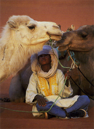 The Sweet Camels