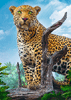 Wilder Leopard