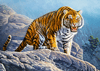 Tiger auf dem Berg