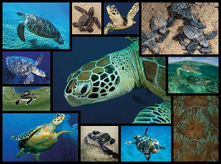 WWF präsentiert: Meeresschildkröten