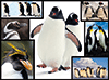 WWF präsentiert: Pinguine