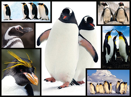 WWF präsentiert: Pinguine