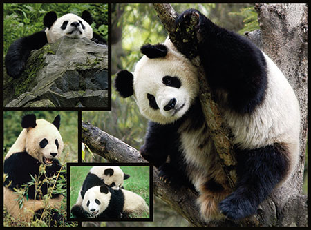WWF präsentiert: Pandas
