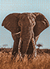 Afrikanischer Elefant   (Donal Boyd)