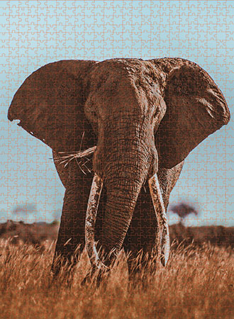 Afrikanischer Elefant   (Donal Boyd)