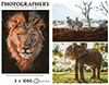 Wildtiere Afrika 3 x 1000 Teile (Donal Boyd)