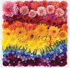 Regenbogenblumen Collage