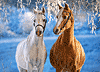 Süße Pferde im Winter