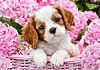 Süßer Hundewelpe im pinken Blumenmeer