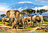 Elefantenherde am Kilimandscharo