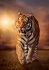 Heranschleichender Tiger