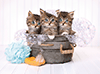 Katzen im Seifenschaum