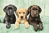 Die drei drolligen Labradore