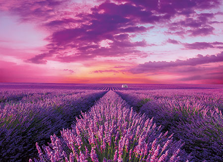 Lavendel-Feld