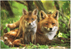 Niedliches Fuchsjunges mit seiner Mutter