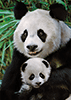 Süße Panda-Familie
