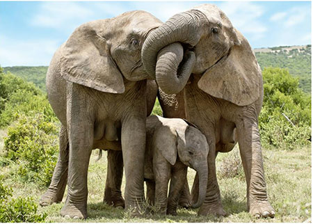 Harmonische Elefantenfamilie