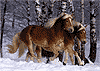 Haflinger-Pärchen im schneebedeckten Wald