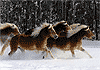 Haflinger-Herde durch den Schnee