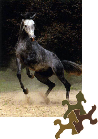 Arabisches Pferd - Unzähmbare Eleganz