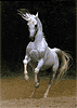 Weißes arabisches Pferd