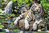 Bengalische Weiße Tiger