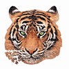 Tigerporträt