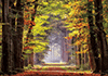 Herbstweg durch Wald