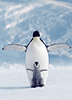 Pinguin und Küken