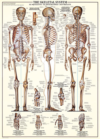 骨骼系統