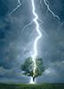 Blitzeinschlag im Baum