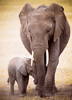 Elefanten und Baby