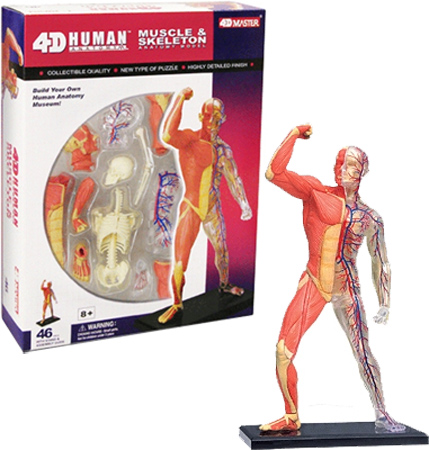 Mensch Muskel & Skelett Anatomie Modell/Puzzle 4D Set #26058 Tedco Wissenschaft 
