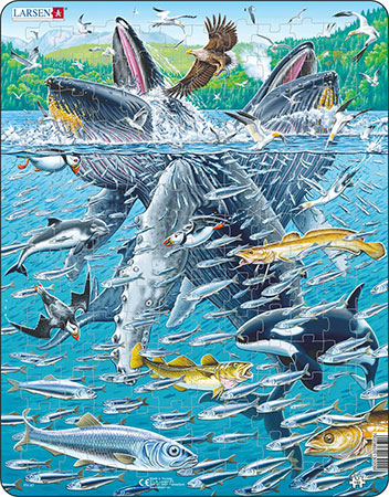 Buckelwale und Heringe