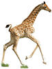 Giraffen Kalb