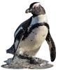Pinguin Kücken