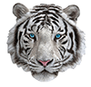 Shape Puzzle  - Weisser Tiger