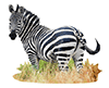 Zebra in der Steppe