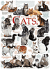 Katzenrassen