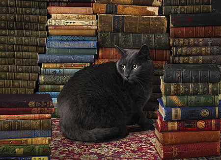 Schwarze Katze in der Bibliothek