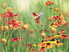 Rotbrauner Kolibri