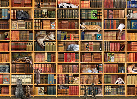 Katzen im Bücherregal