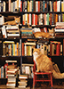 Katzen im Gotham Bookstore