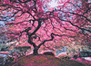 Baum voller pinker Blüten