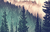 Moment - Wald