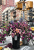 Moment - Flowers in New York