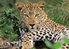 Vio die Leopardin