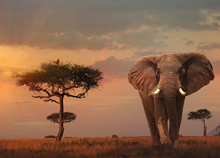 Elefant in Masai Mara National Park