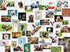 Lustige Tier-Collage