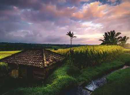 Reisfelder im Norden von Bali
